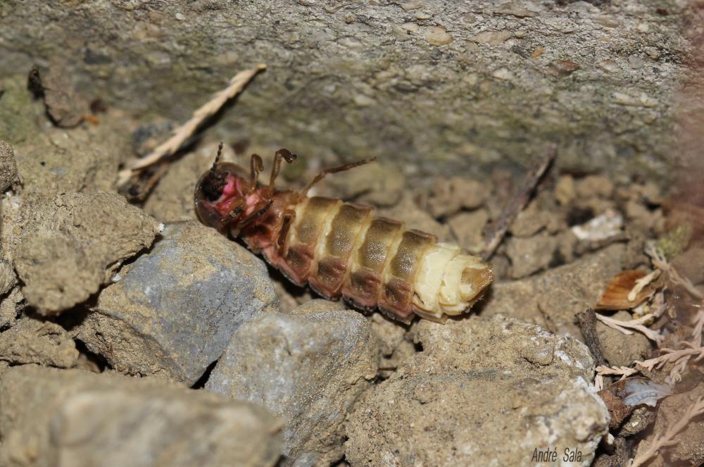 Ver luisant, Lampyre Lampyris noctiluca (Linnaeus, 1758)