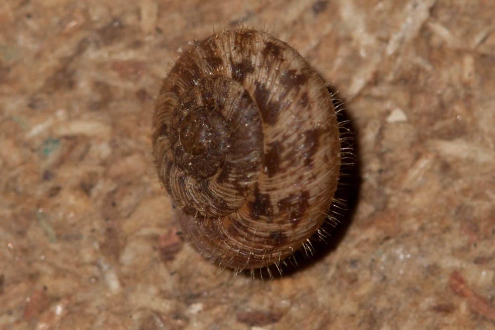 Hélicette veloutée Xerotricha conspurcata (Draparnaud, 1801)
