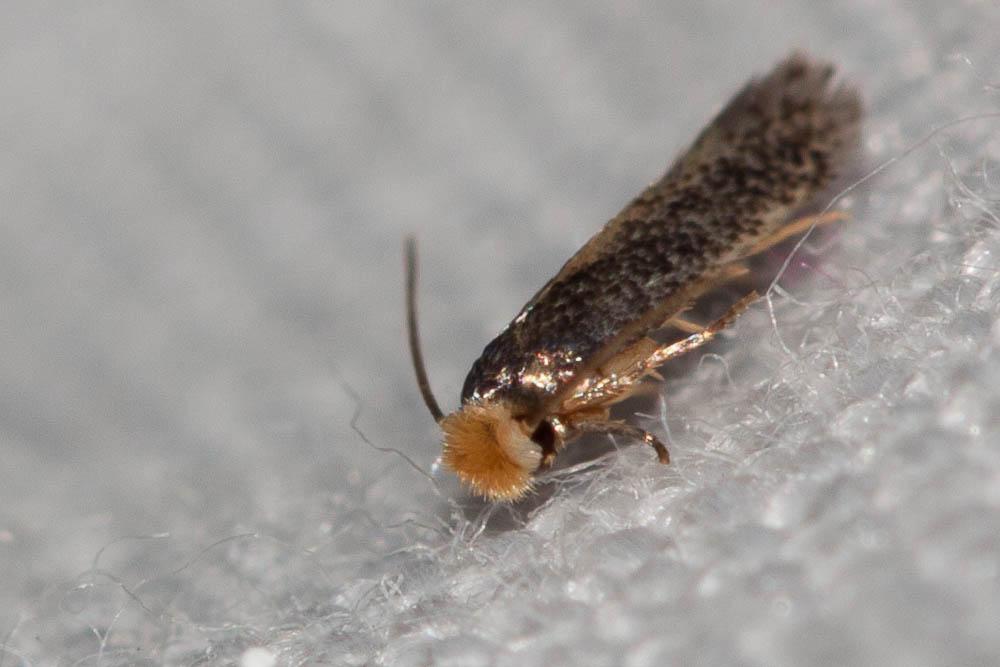 Glaucolepis melanoptera (van Nieukerken & Puplesis, 1991)
