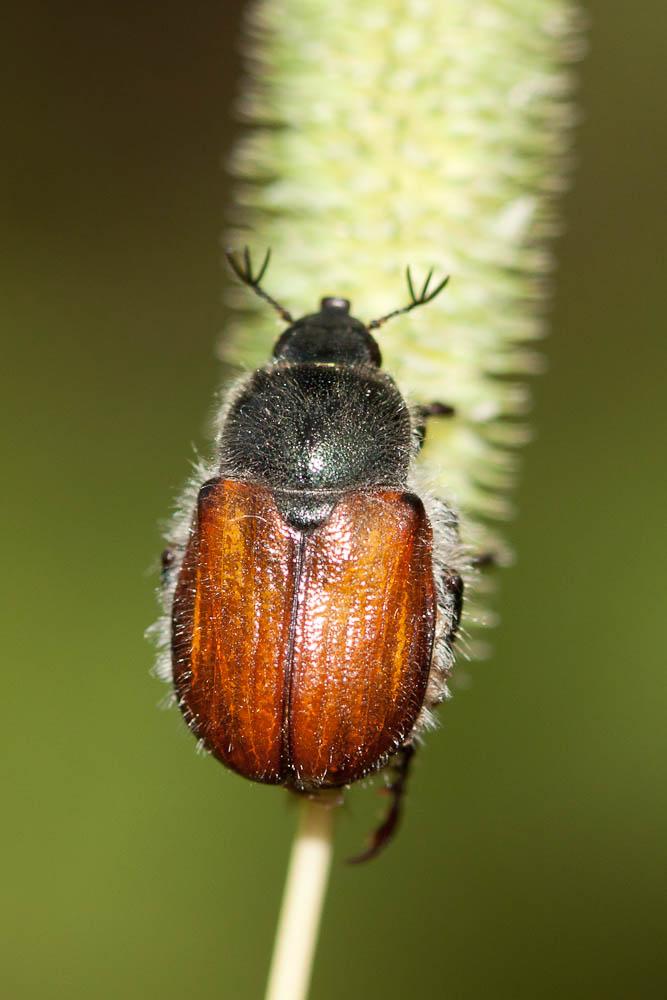  Anisoplia villosa (Goeze, 1777)