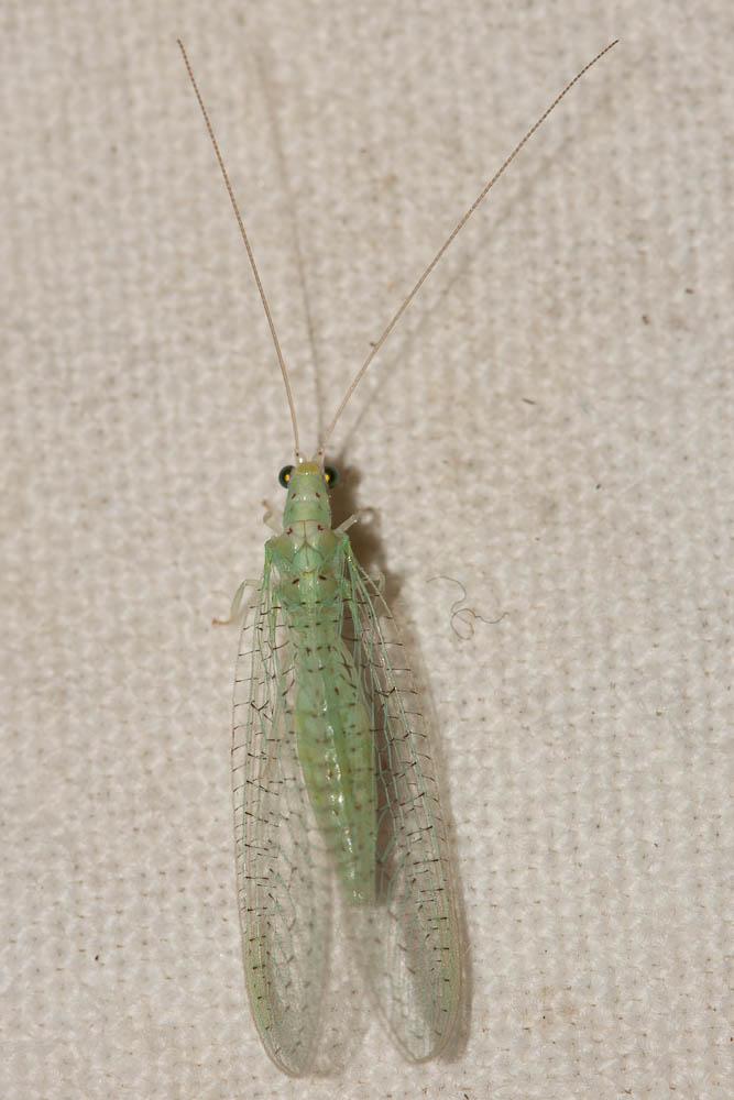 Pseudomallada zelleri (Schneider, 1851)