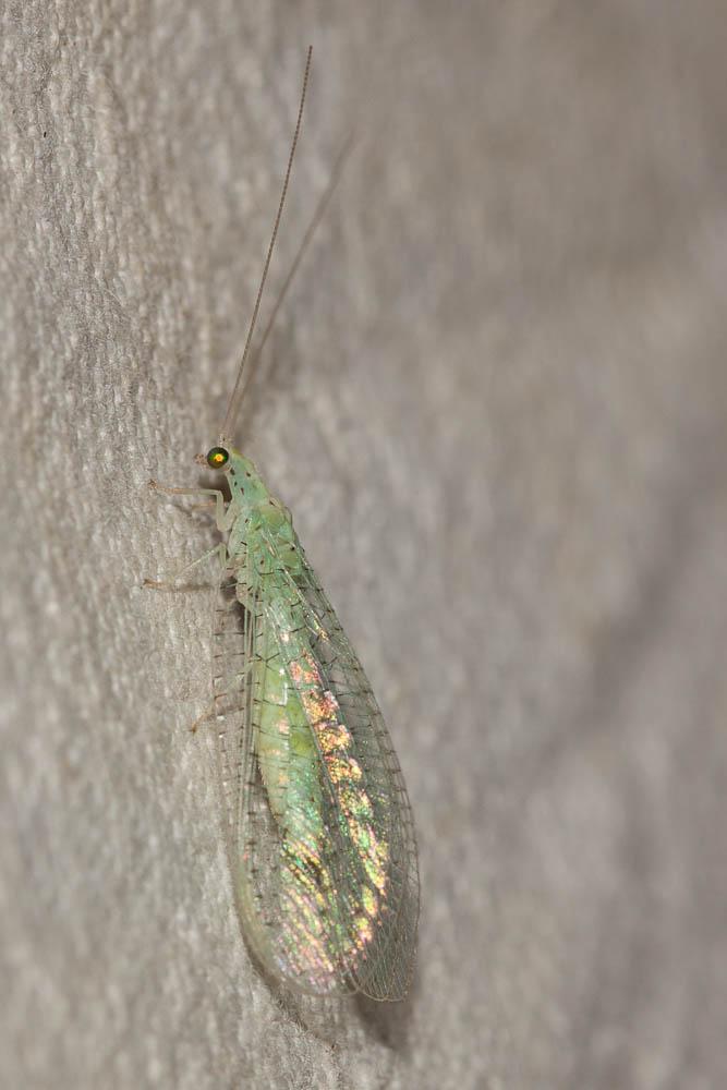 Pseudomallada zelleri (Schneider, 1851)