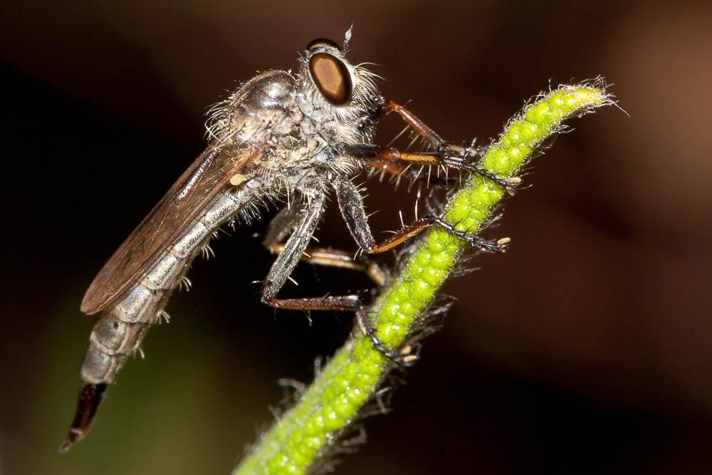 Neomochtherus geniculatus (Meigen, 1820)