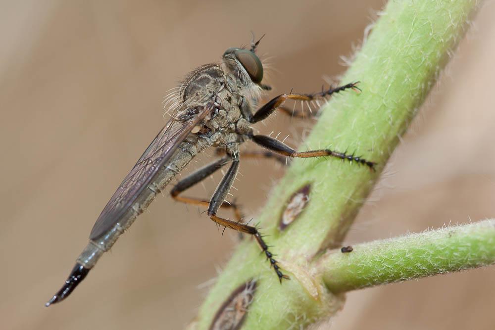  Neomochtherus geniculatus (Meigen, 1820)