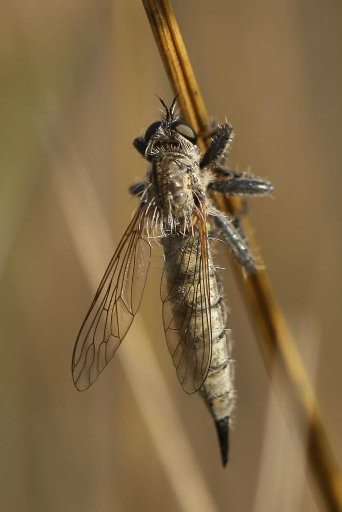  Machimus rusticus (Meigen, 1820)