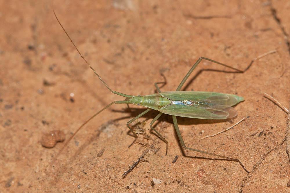 Punaise verte à antennes droites Megaloceroea recticornis (Geoffroy, 1785)