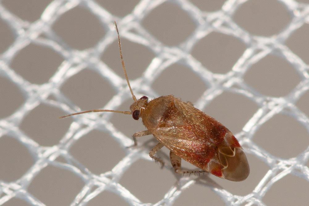  Miridae Hahn, 1831