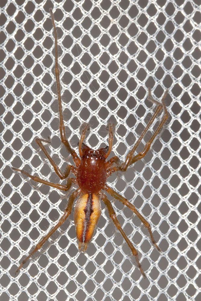 Chiracanthe nourrice Cheiracanthium punctorium (Villers, 1789)