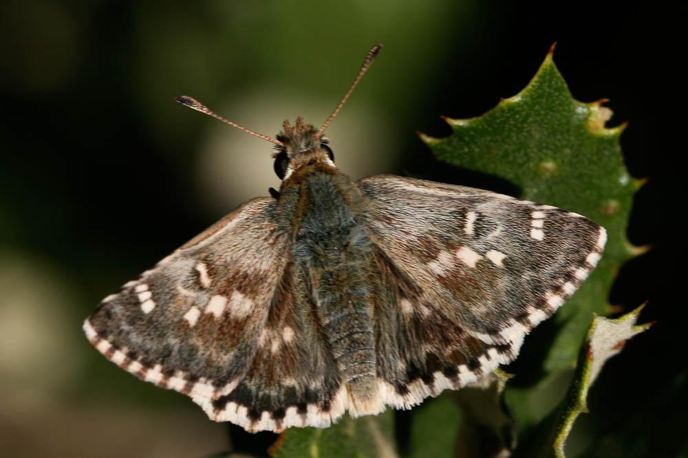 Hespérie de l'Herbe-au-vent (L') Sloperia proto (Ochsenheimer, 1808)