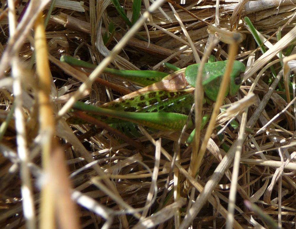Dectique verrucivore, Sauterelle à sabre, Sauterel Decticus verrucivorus (Linnaeus, 1758)