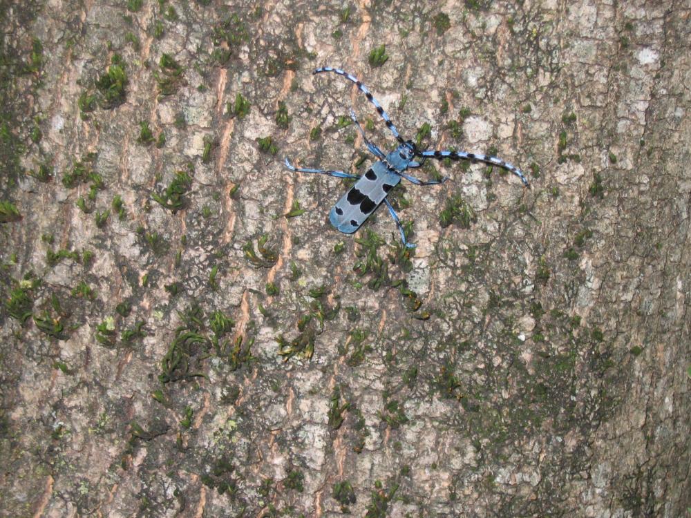 Rosalie des Alpes Rosalia alpina (Linnaeus, 1758)