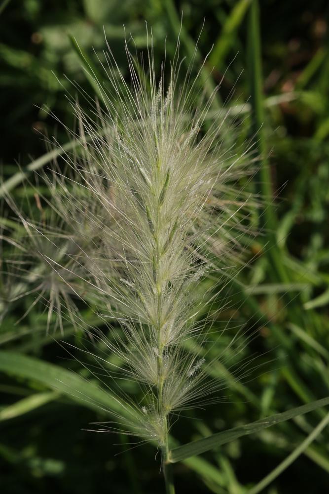 Pennisetum hérissé Cenchrus longisetus M.C.Johnst., 1963