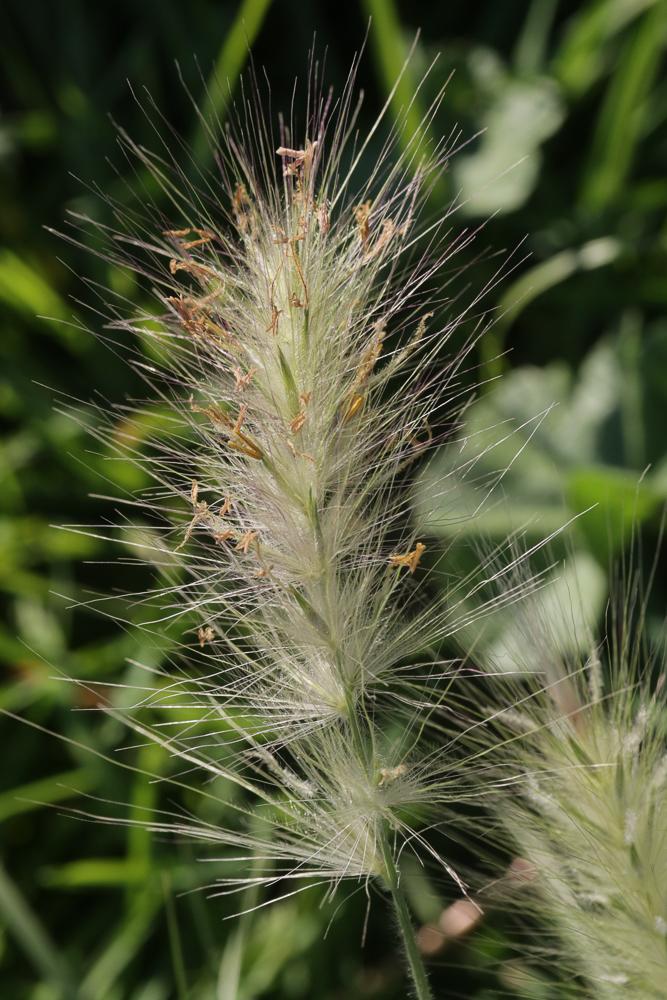 Pennisetum hérissé Cenchrus longisetus M.C.Johnst., 1963