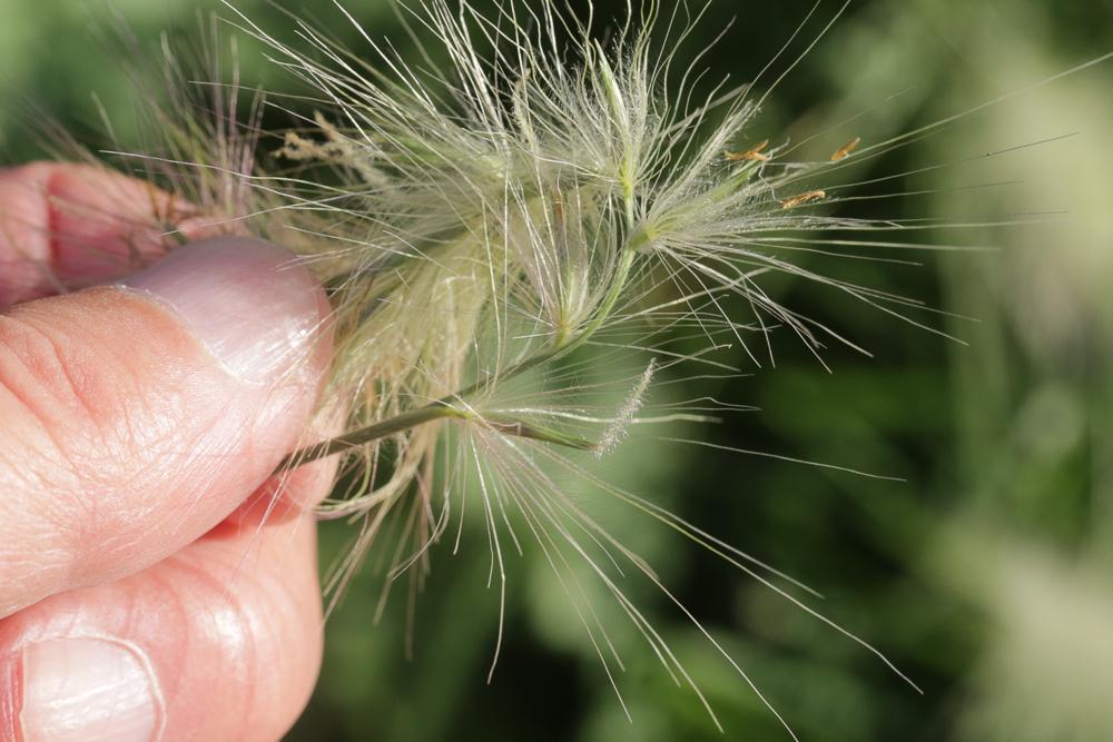 Pennisetum hérissé Cenchrus longisetus M.C.Johnst., 1963