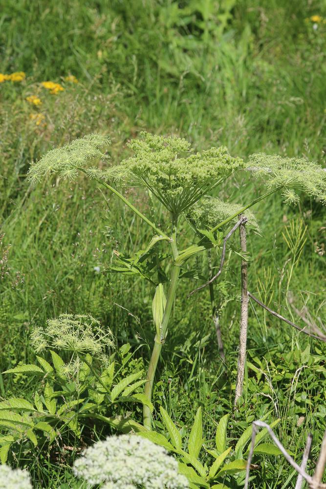 Angélique sauvage, Angélique sylvestre, Impératoir Angelica sylvestris L., 1753