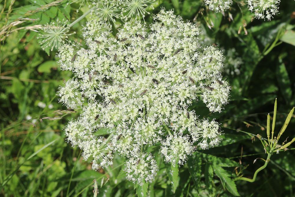 Angélique sauvage, Angélique sylvestre, Impératoir Angelica sylvestris L., 1753