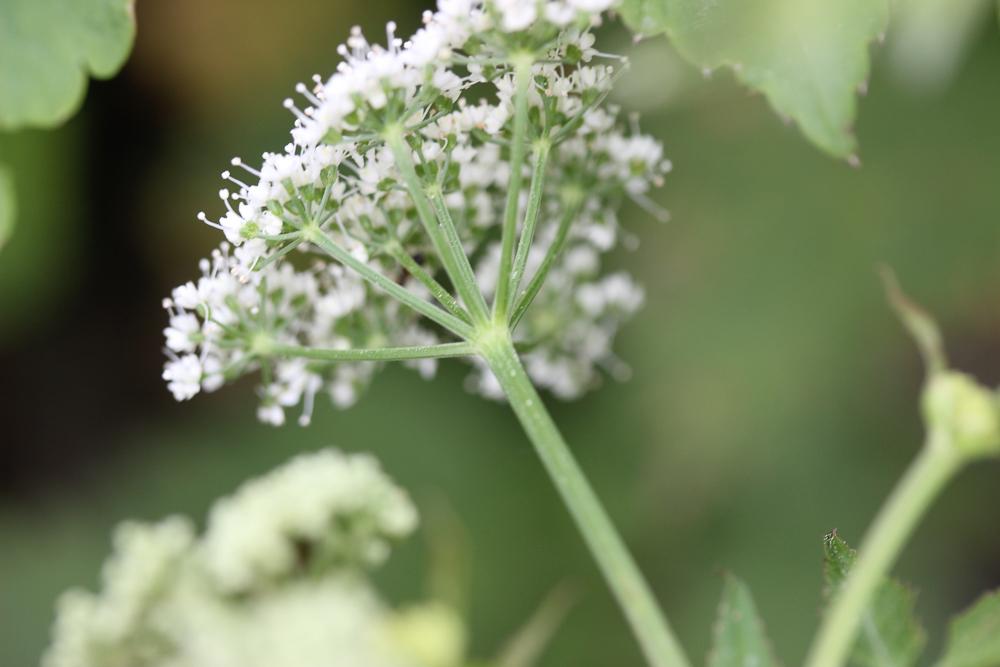 Pogagraire, Herbe aux goutteux, Fausse Angélique Aegopodium podagraria L., 1753