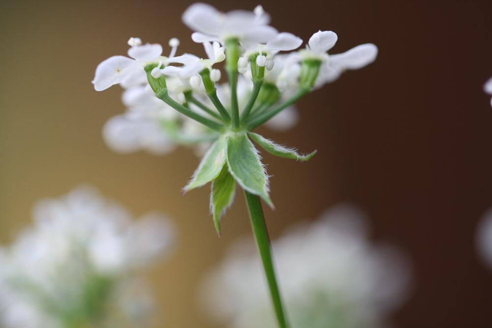 Cerfeuil des bois, Persil des bois Anthriscus sylvestris (L.) Hoffm., 1814