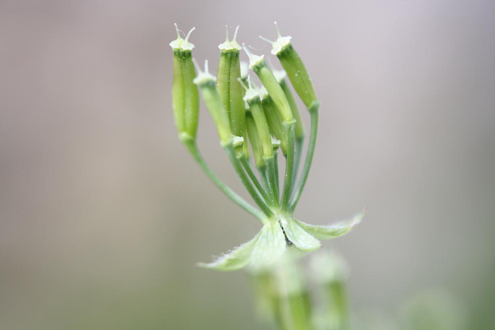 Cerfeuil des bois, Persil des bois Anthriscus sylvestris (L.) Hoffm., 1814