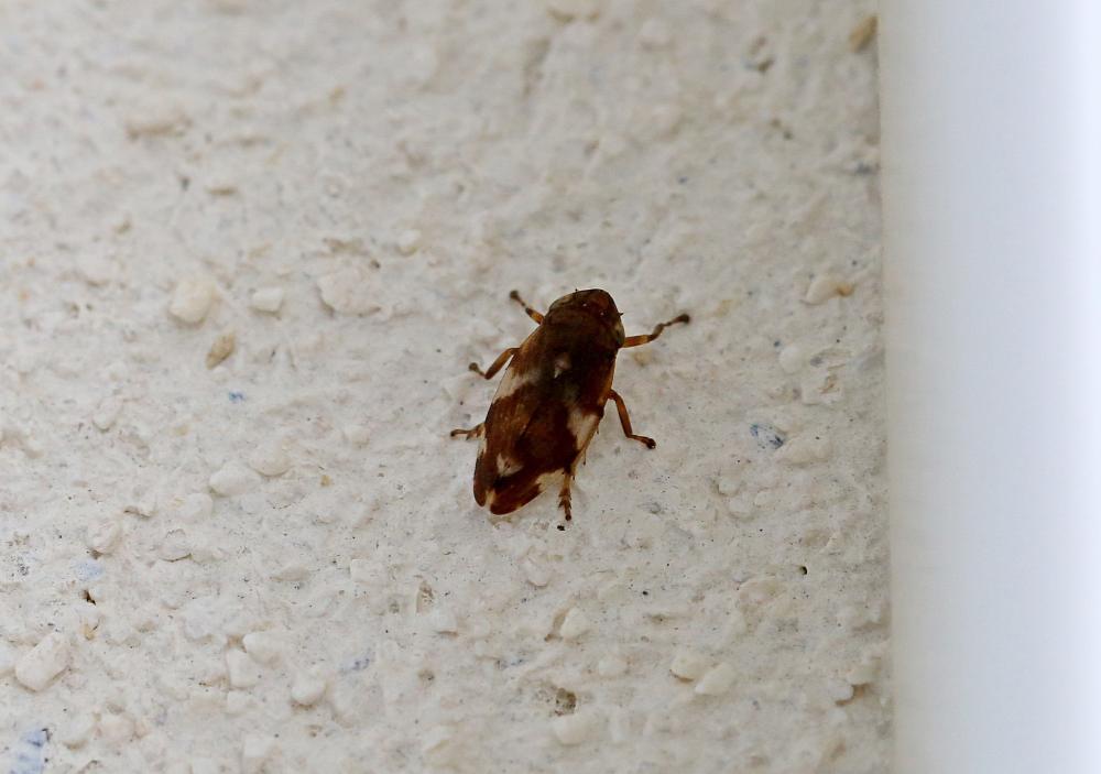 Philène spumeuse Philaenus spumarius (Linnaeus, 1758)