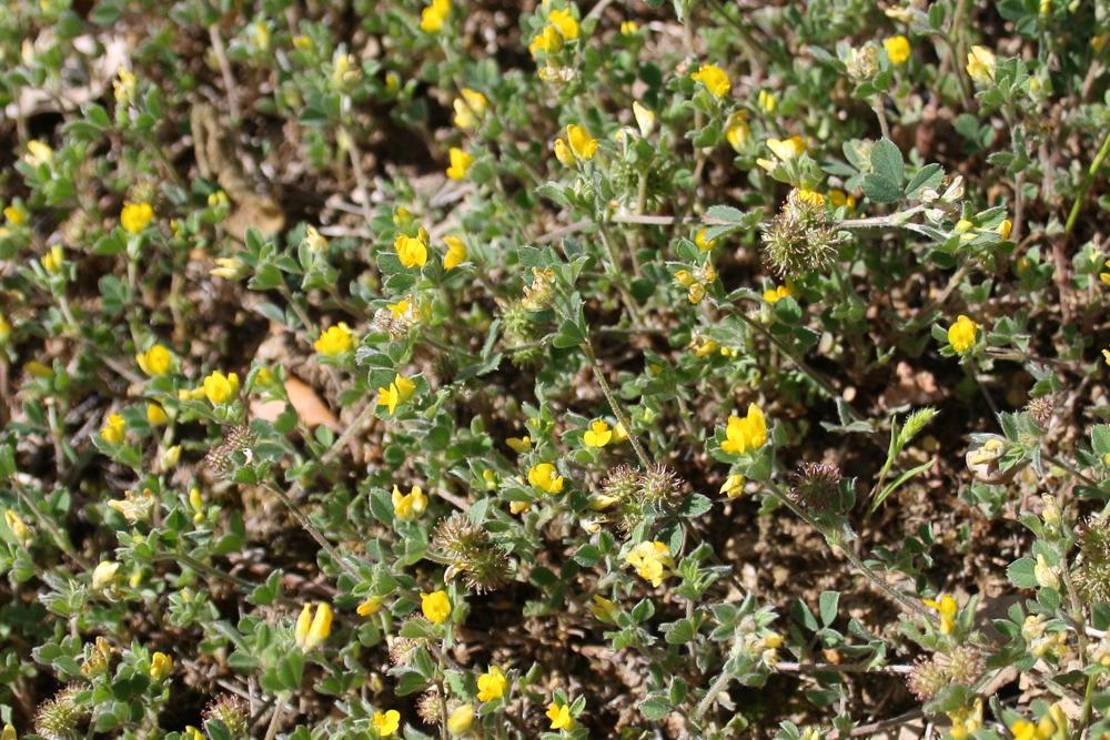 Luzerne naine Medicago minima (L.) L., 1754