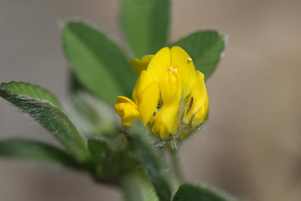 Luzerne naine Medicago minima (L.) L., 1754