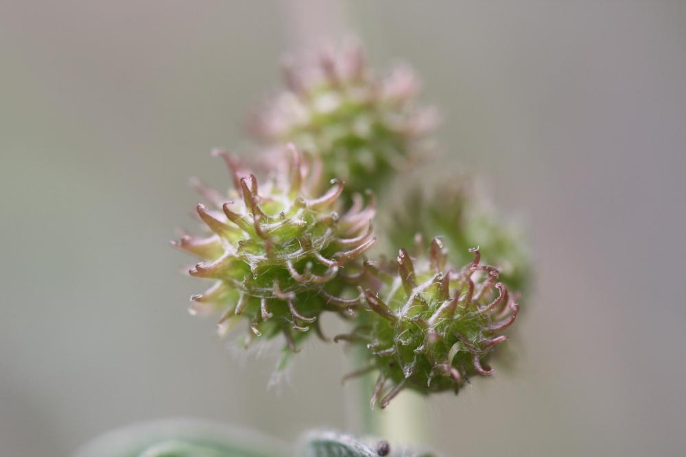 Luzerne naine Medicago minima (L.) L., 1754