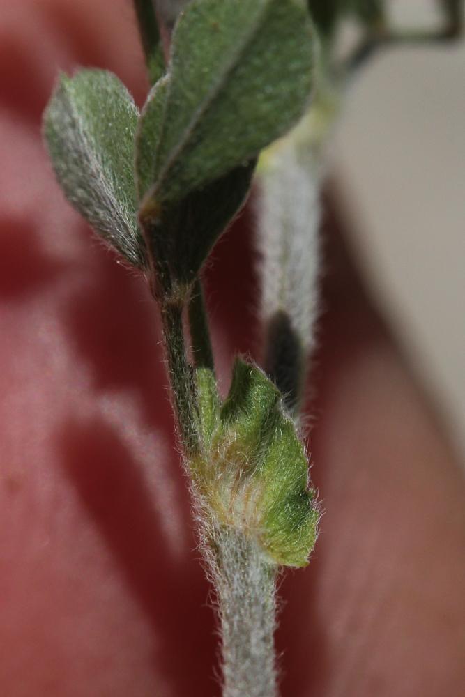 Luzerne naine Medicago minima (L.) L., 1754