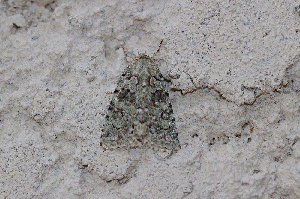 Bryophile du Lichen (La) Nyctobrya muralis (Forster, 1771)