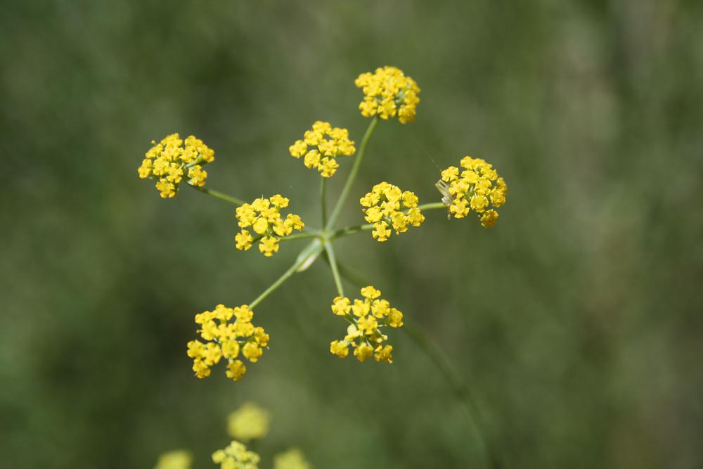 Buplèvre en faux, Percefeuille Bupleurum falcatum L., 1753