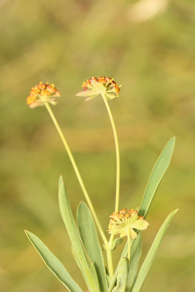 Buplèvre fausse-renoncule Bupleurum ranunculoides L., 1753
