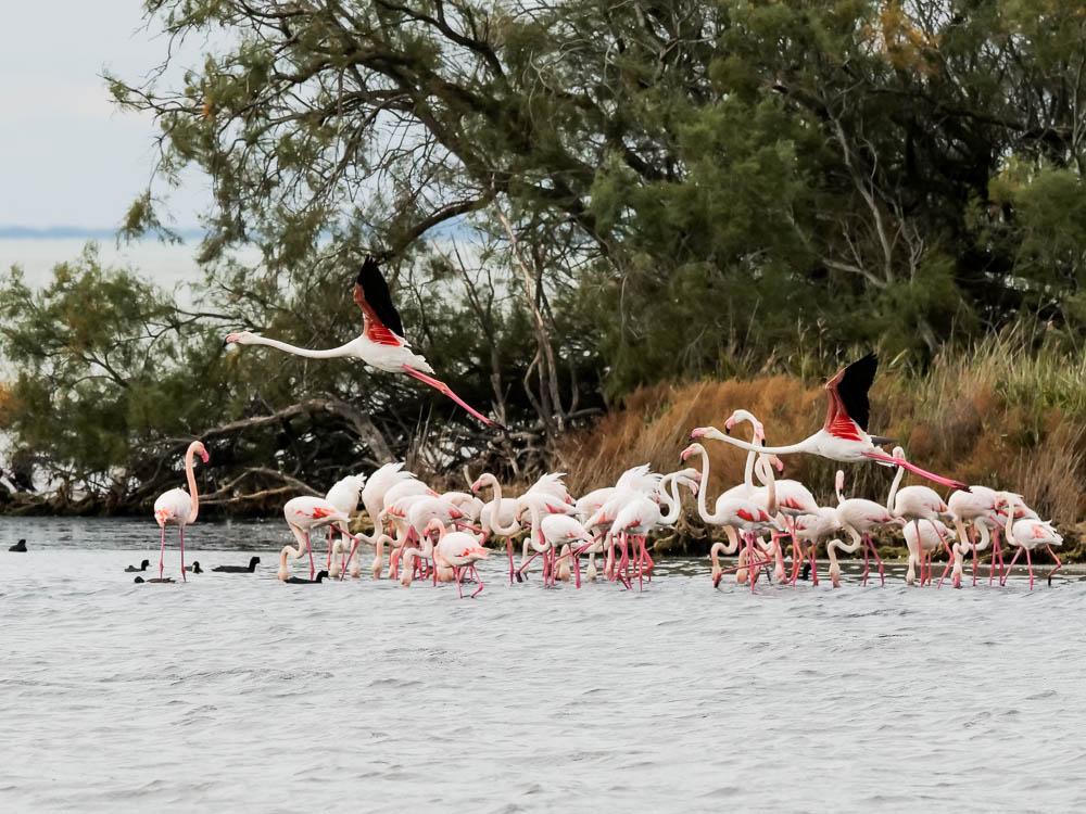 Flamant rose Phoenicopterus roseus Pallas, 1811