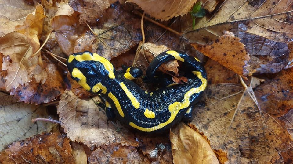 Salamandre tachetée terrestre Salamandra salamandra terrestris Lacepède, 1788