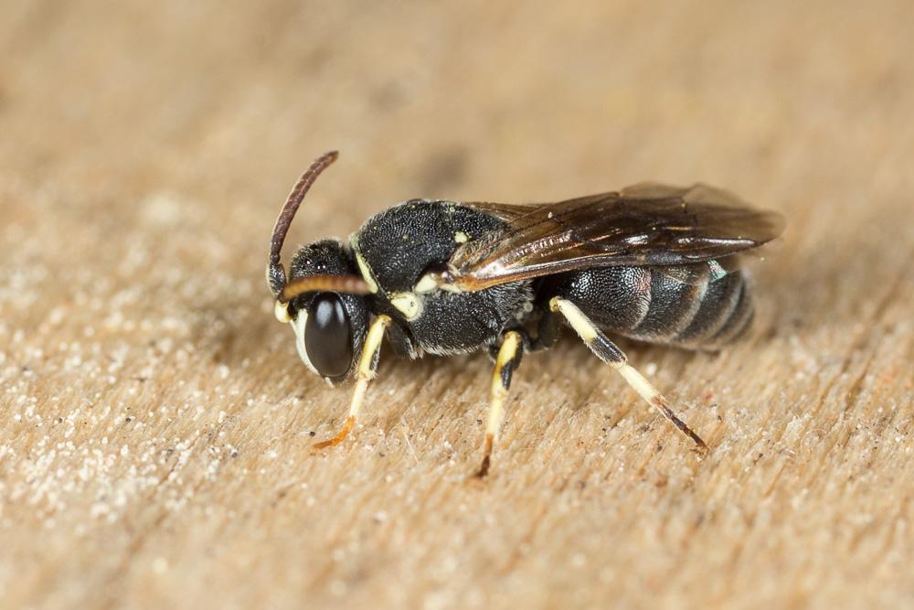  Hylaeus variegatus (Fabricius, 1798)