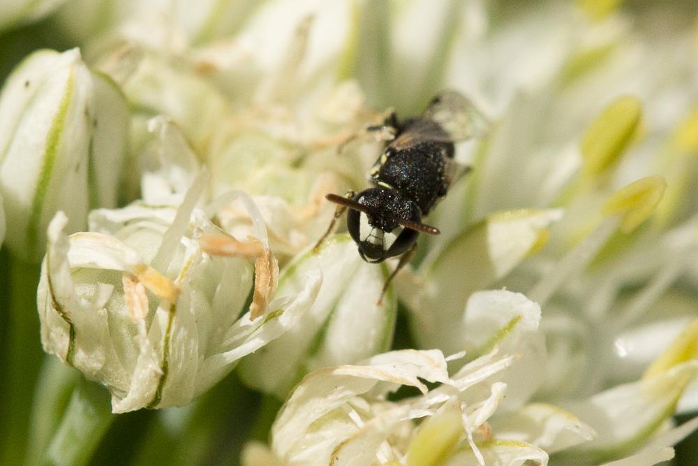  Hylaeus clypearis (Schenck, 1853)