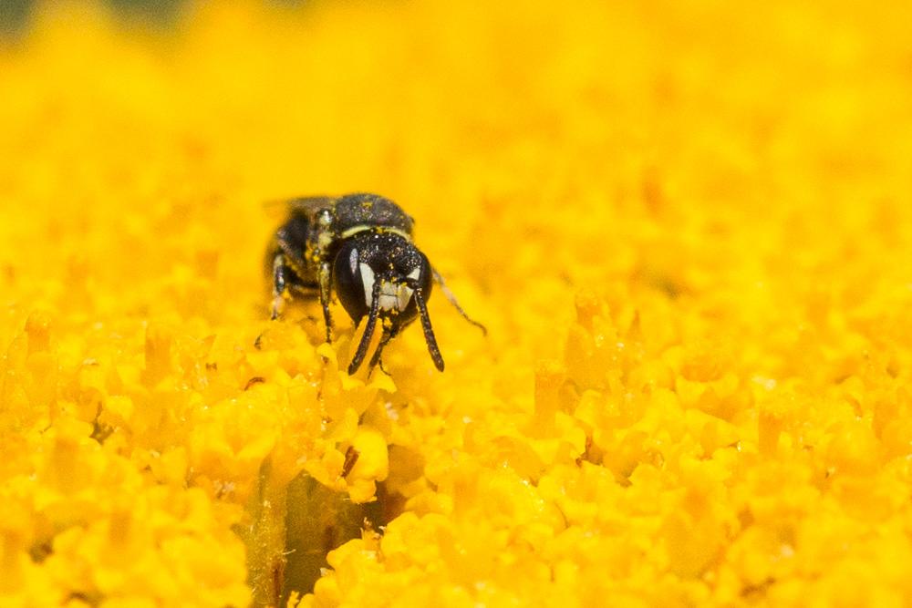Hylaeus clypearis (Schenck, 1853)