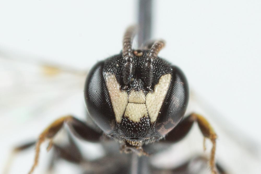 Hylaeus clypearis (Schenck, 1853)