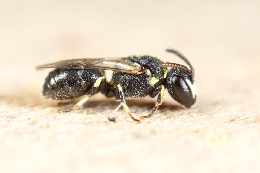  Hylaeus clypearis (Schenck, 1853)