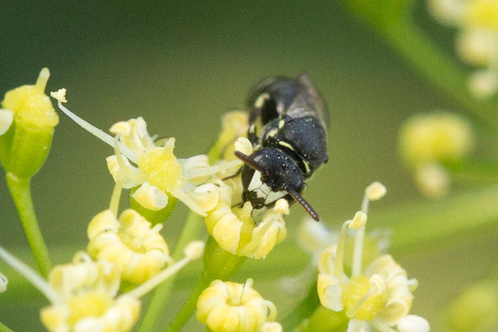 Hylaeus clypearis (Schenck, 1853)