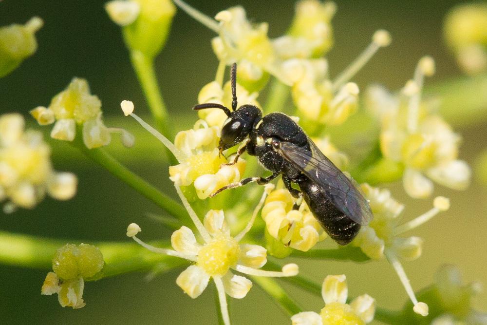 Hylaeus clypearis (Schenck, 1853)