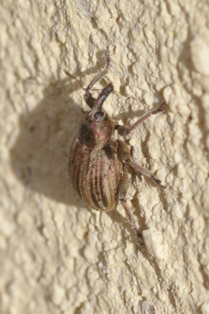 Hypera striata (Boheman, 1834)