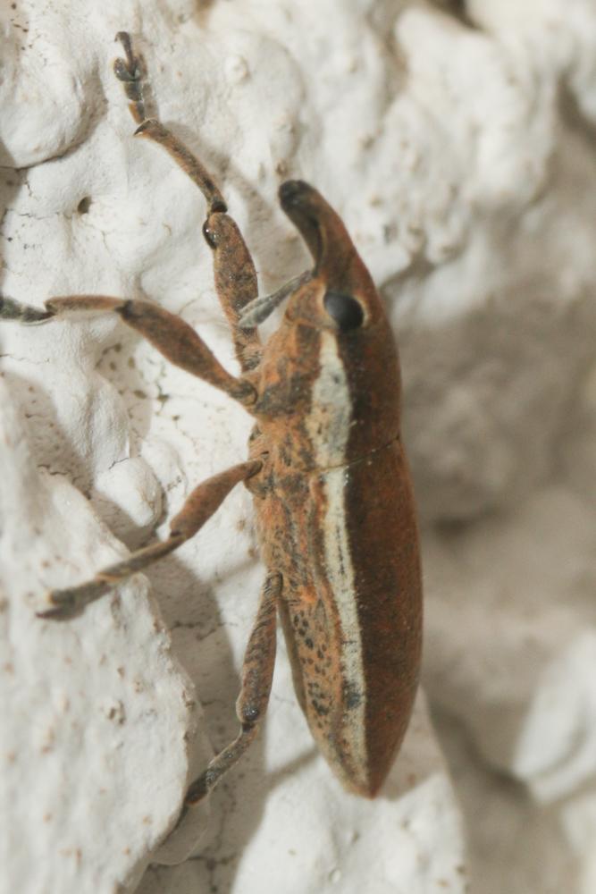  Lixus ochraceus Boheman, 1842