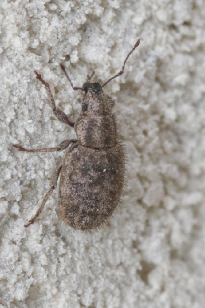  Sitona hispidulus (Fabricius, 1777)