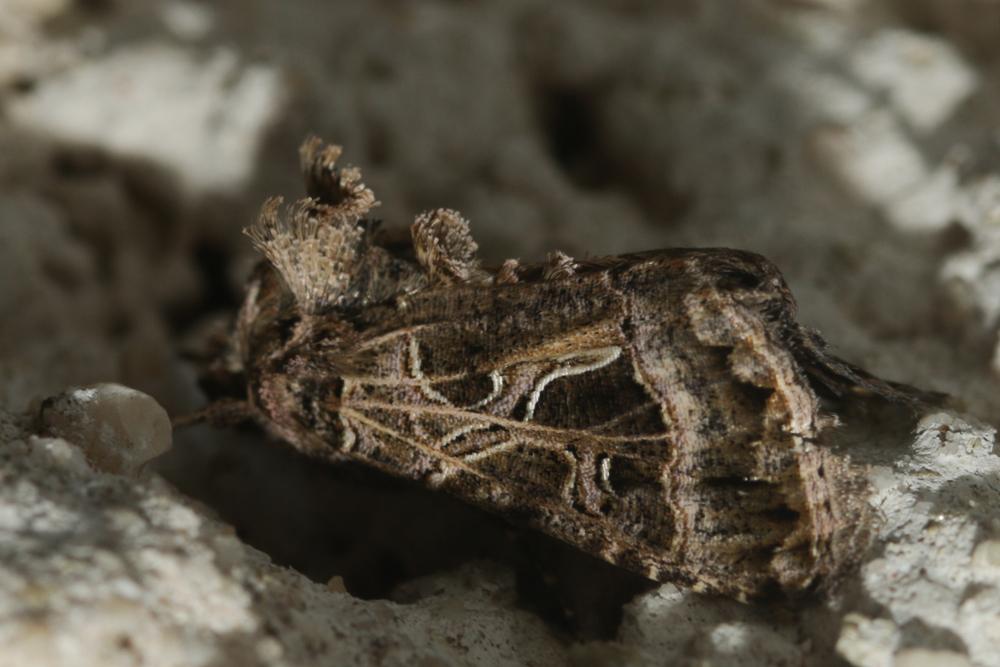 La Plusie de la Carotte (La) Thysanoplusia daubei (Boisduval, 1840)