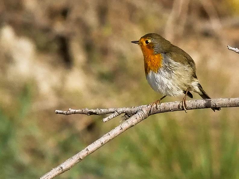 Rougegorge familier Erithacus rubecula (Linnaeus, 1758)