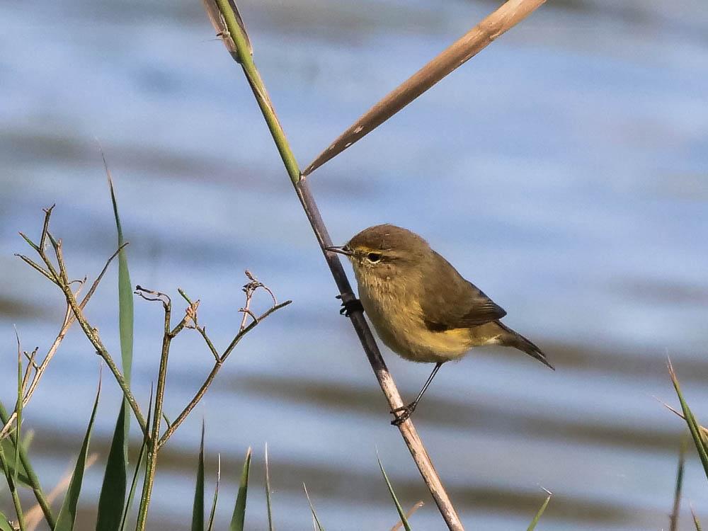 Pouillot véloce Phylloscopus collybita (Vieillot, 1887)