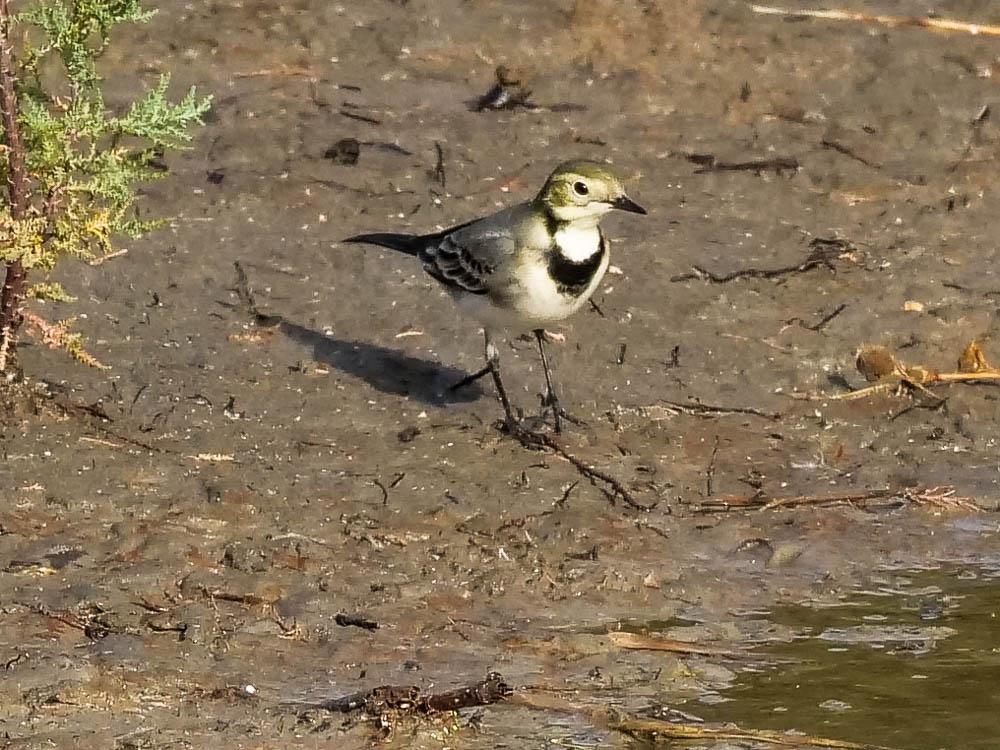 Bergeronnette grise Motacilla alba Linnaeus, 1758