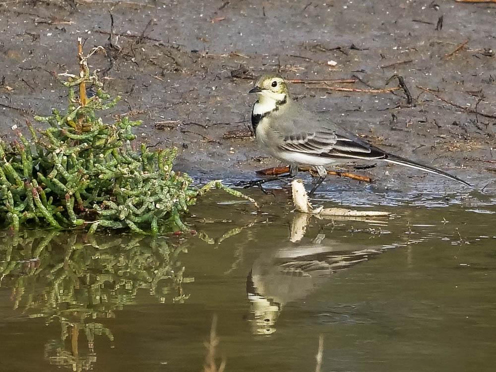 Bergeronnette grise Motacilla alba Linnaeus, 1758
