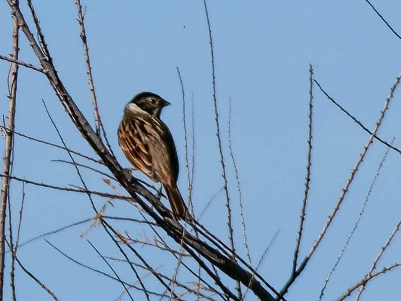 Bruant des roseaux Emberiza schoeniclus (Linnaeus, 1758)