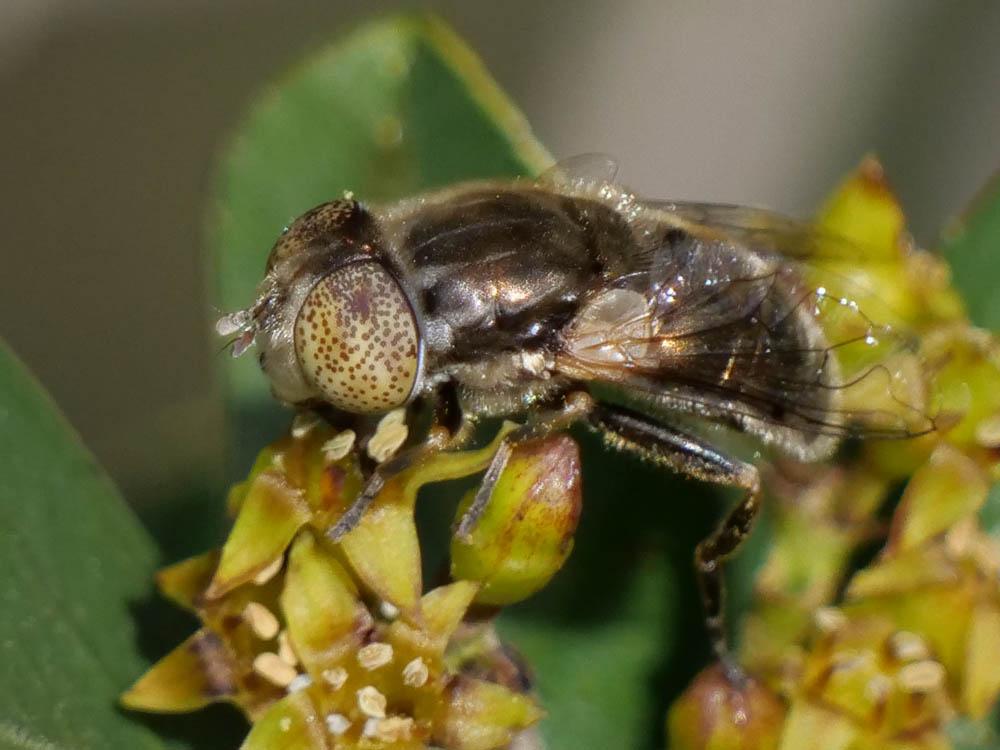 Eristalinus aeneus (Scopoli, 1763)